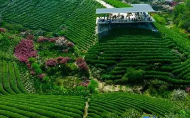 Yuyao Old Shen's Tea House