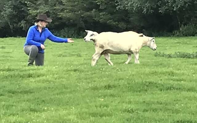 The Snuggly Sheep Shepherd Hut Campview Farm Stay