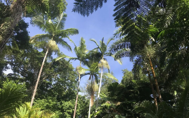 Daintree Crocodylus