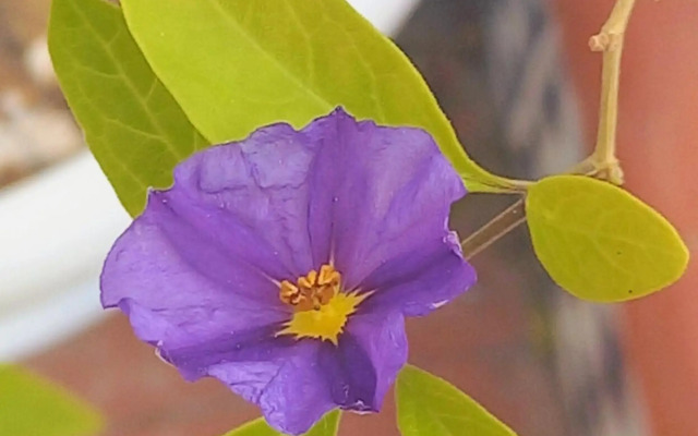 Tradicional Guesthouse Jazmines Mozarabes Casco histórico