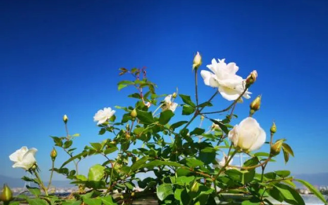 Xishuangbanna Rainforest Flower Valley Hotel (Gasa International Airport)