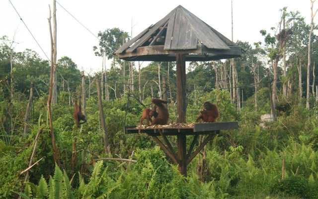 Samboja Lodge