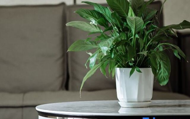 Xilan Meishu (Haikou Meilan Airport Hongzhou Jiangshan Branch)