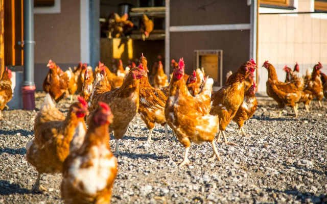 Bauernhof Vorderklinglhub &Landhaus Olga