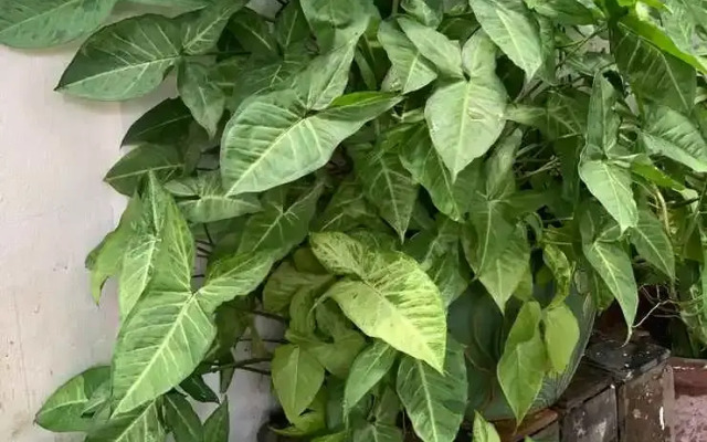 Xuan Anh Guesthouse