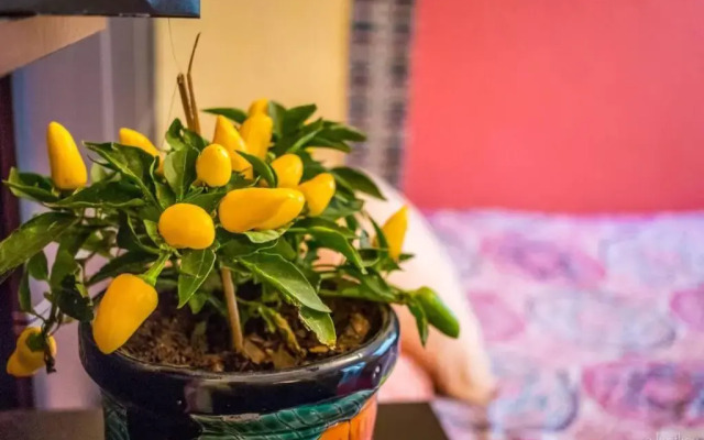 Nice full apartment, downtown on foot