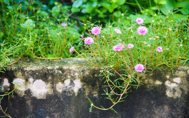 Secret Garden Coffee  Homestay