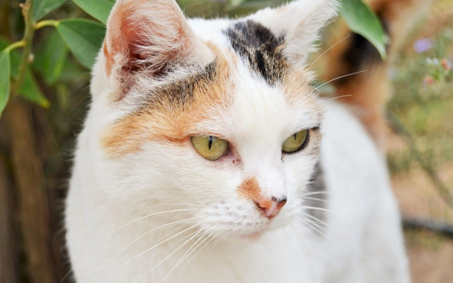 Versailles Self-Catering