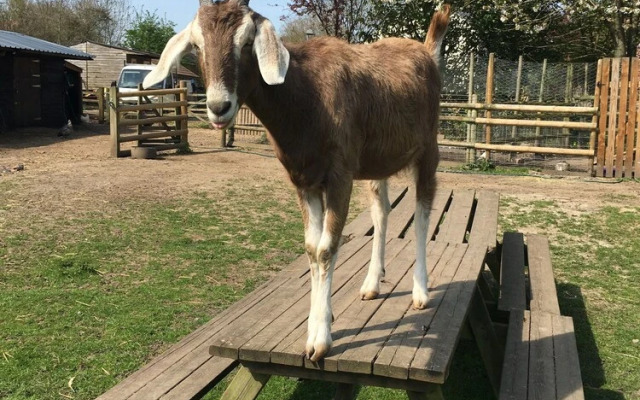 The Hut at Dinnington