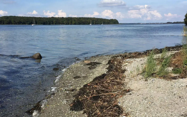 Rønhave
