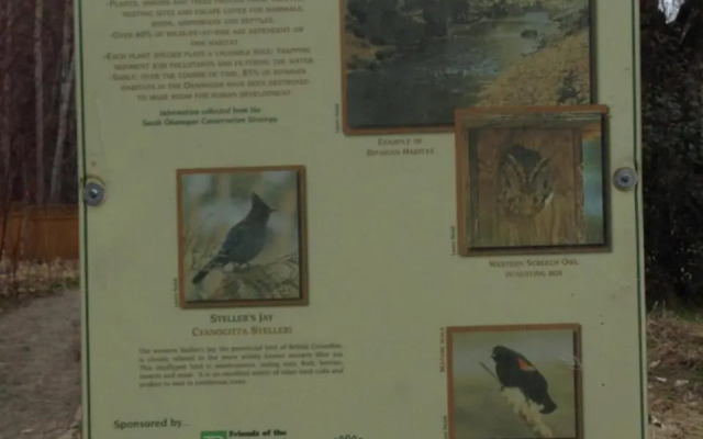 Steller Jay Hollow