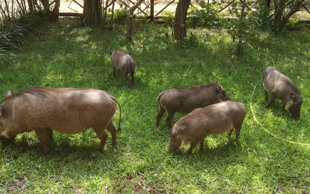 Oasis in the Wild @Marloth