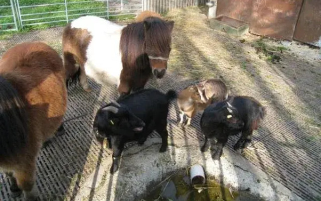 Hotel Gibswilerstube