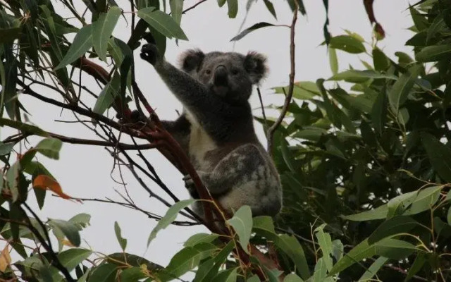 Salamander Bay Bed and Breakfast