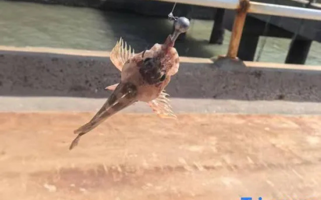 Shengsi Flower and Bird Island Alice Flower Island Whale House