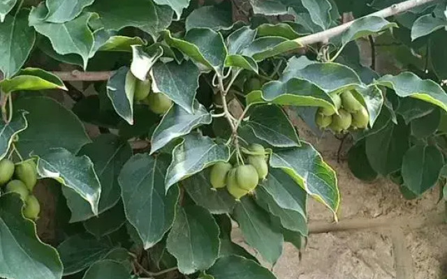 Tianjin Heleju B&B (Jim Branch)