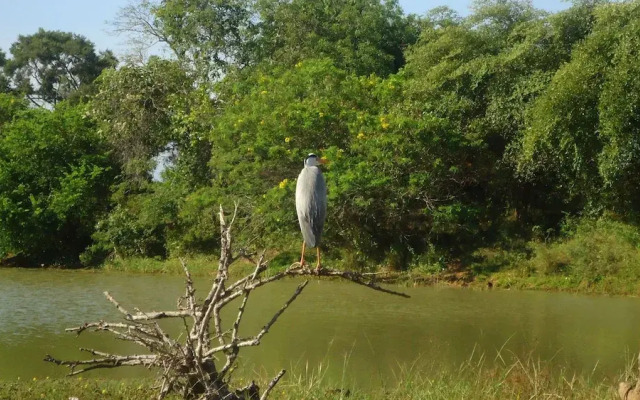 Yala Big Game Drive with Heina Eco Team