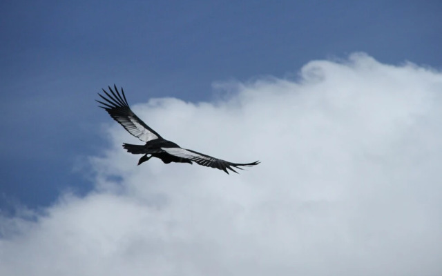 Peuma Lodge Patagonia