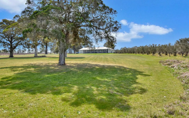 Olives and Vines at Majors Lane