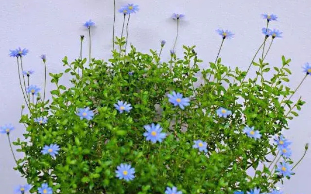 Rooftop Flower Stream Ink B&B