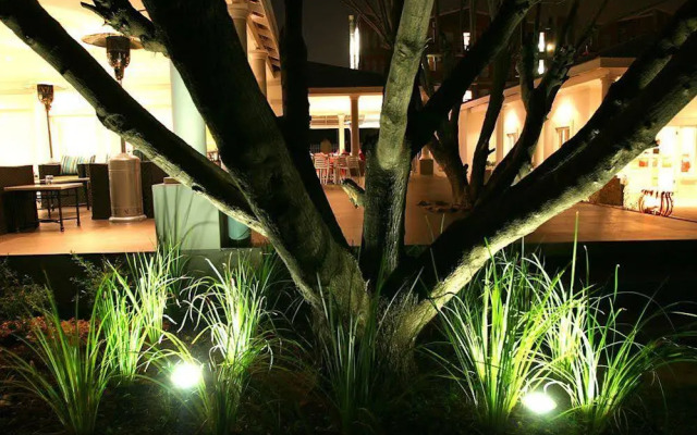 The Aviator OR Tambo