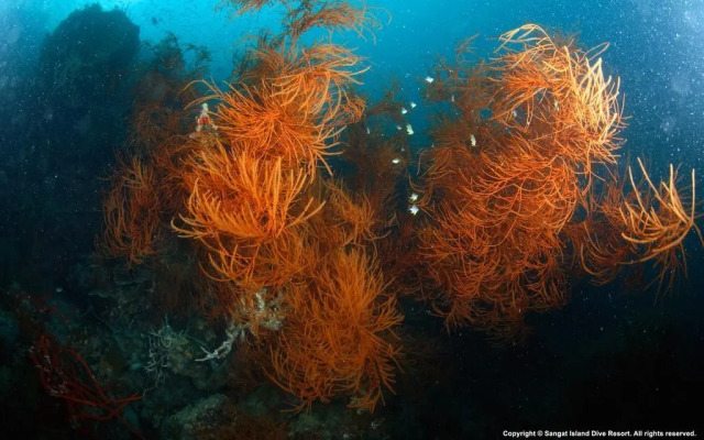 Sangat Island Dive Resort