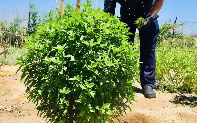 Eco Beach and Magic Garden