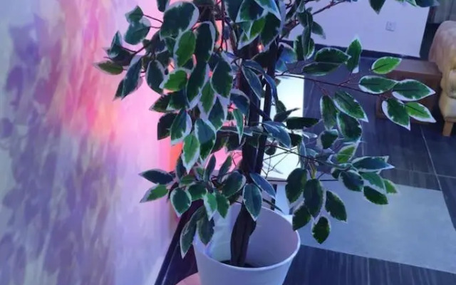 ORCHID House Stylish 3BDR Terrace Duplex Free WiFi DSTV