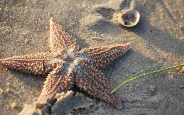B&B Idylle aan Zee incl 2 Wellnessstudios