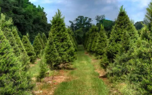 Red Caboose Farm Bed and Breakfast