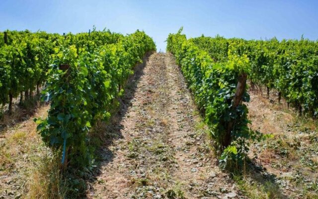 Agriturismo Patrizia Falciani