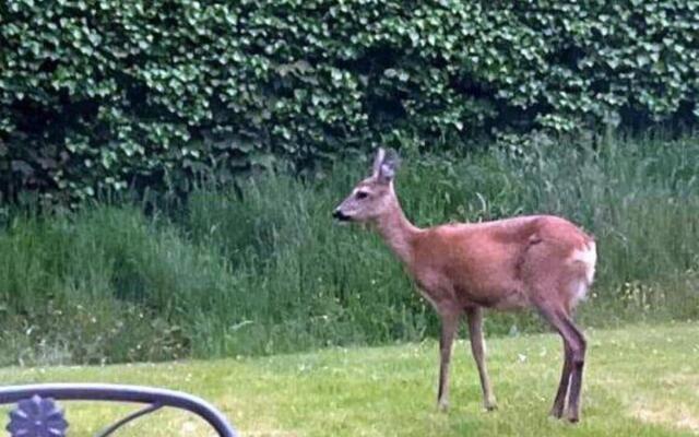 House Near Baltic Sea in Zingst With Terrace