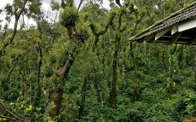 Shreegandha Homestay