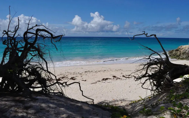 Tropical Gecko Studio