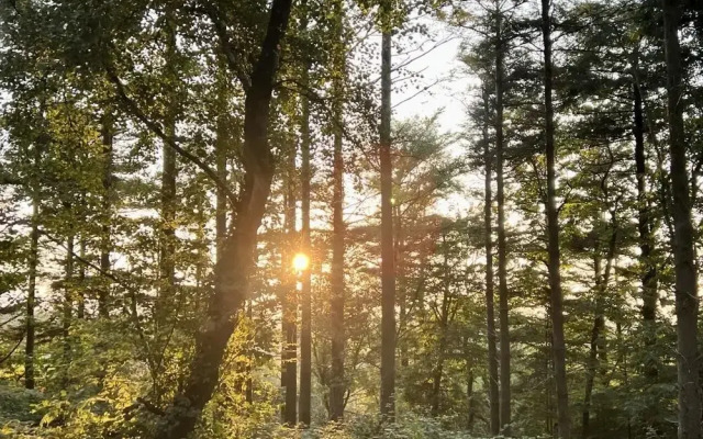 The Kingswood
