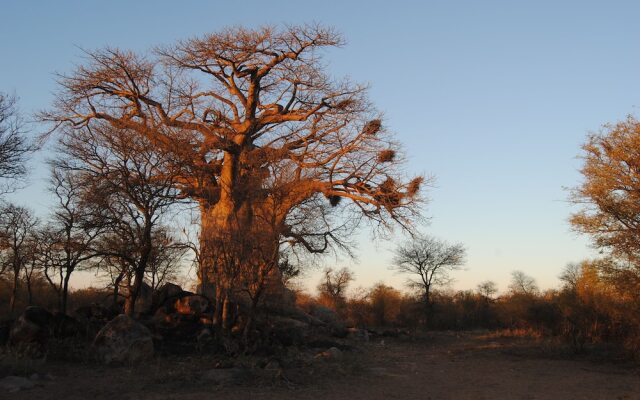 Zingela Nature Reserve - Leadwood Lodge