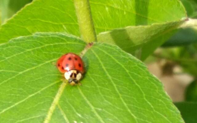 Chambres d'Hôtes Chalet la Bachole
