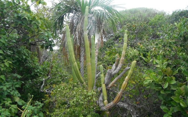 Iberostate - Mediterraneo BL4