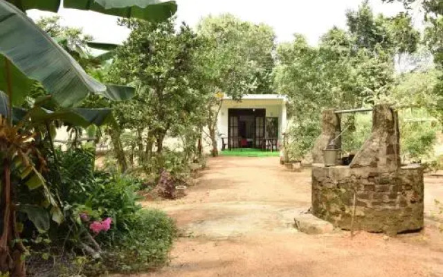 Sigiri Elephant View Guest