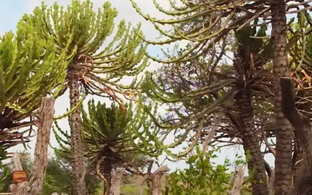 Mashatu Euphorbia Villas