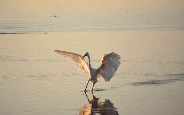 The Saint Augustine Beach House
