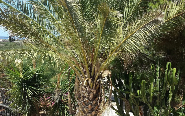 Baglio il Giovinetto