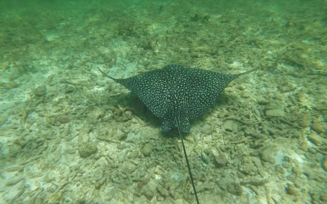 Angel Fish Cove