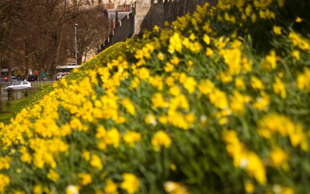 The York Suite, The Shambles