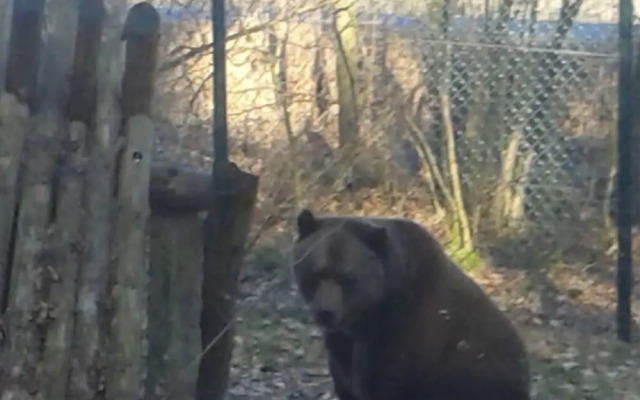 am Wald 2 Modern Retreat