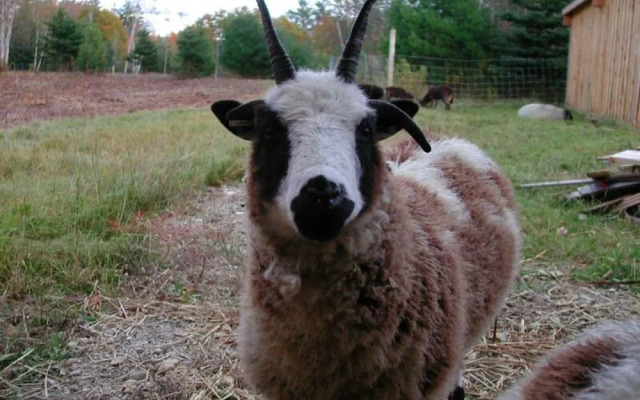 Three Pines Bed and Breakfast