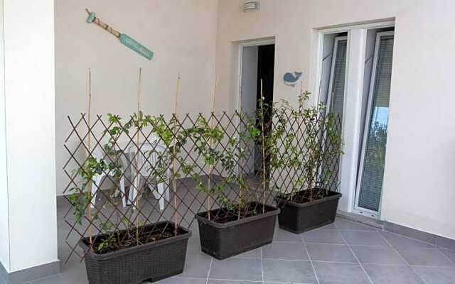 B&B Dionea
