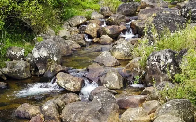 Wild Glamping Knuckles