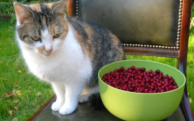 Agroturystyka Chłopy