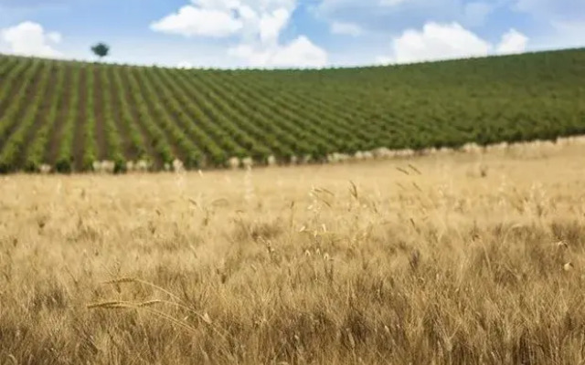 Tasca Conti d'Almerita - Tenuta Regaleali